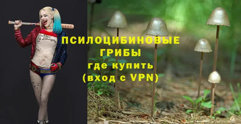 Псилоцибиновые грибы Cubensis  Бирюч 